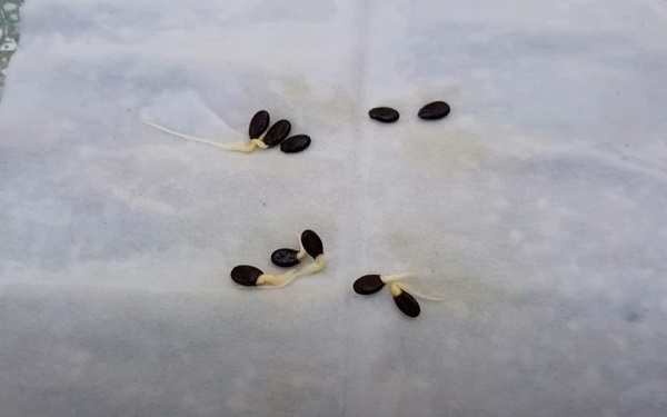 Cách trồng dưa hấu bằng hạt tại nhà đúng kỹ thuật ra nhiều quả - 4