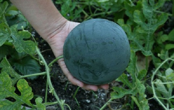 Cách trồng dưa hấu bằng hạt tại nhà đúng kỹ thuật ra nhiều quả - 3