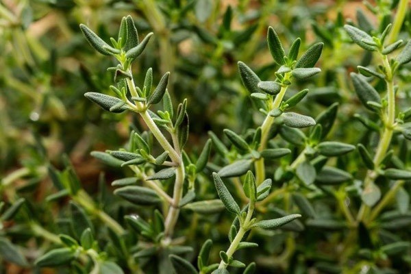 Cách trồng cây Hương Thảo bằng hạt, bằng cành tại nhà - 1