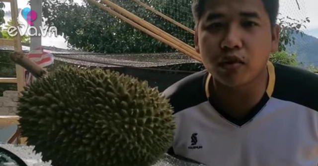 Quả sầu riêng giá 2,7 triệu vì chưa từng chạm đất, lời giải thích của chủ nhân gây ngỡ ngàng - Vimarsana News