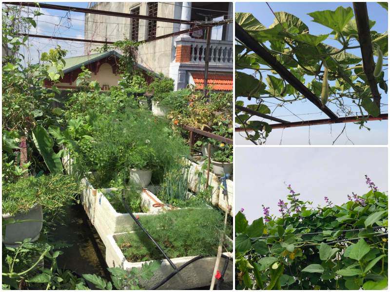 Tái chế thùng xốp dùng hơn chục năm, mẹ đảm bội thu vườn rau xanh sân thượng 30m2 giữa phố - 1