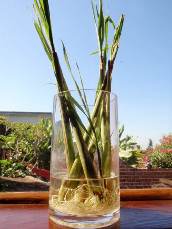 Cách trồng sả tại nhà đơn giản trong nước, bằng chậu hoặc thùng xốp - 5