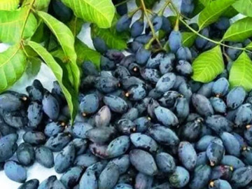 Loại quả rụng đầy gốc xưa ăn chống đói, nay thành đặc sản giá ngất ngưởng vẫn đắt hàng - Vimarsana News