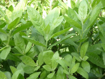 Loại cây xưa trồng làm hàng rào, giờ thành đặc sản không thể thiếu trong món ăn siêu phẩm này - Vimarsana News