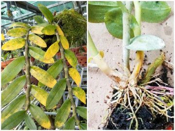 Hoa lan vàng lá, khô ngọn có 5 lý do, giải quyết được cây quanh năm xanh tốt - Vimarsana News