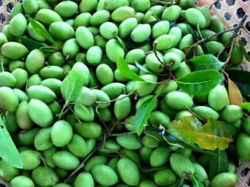 Loại quả xưa chín không ai hái, giờ thành đặc sản được du khách ưa chuộng đến lạ lùng - Vimarsana News