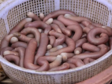 Con vật nhìn như giun đất nhưng là đặc sản một vùng, từng quý hiếm chỉ dùng để tiến vua - Vimarsana News