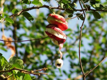 Loại quả xưa chín rụng không ai hái, giờ thành đặc sản được người giàu săn lùng ráo riết - Vimarsana News