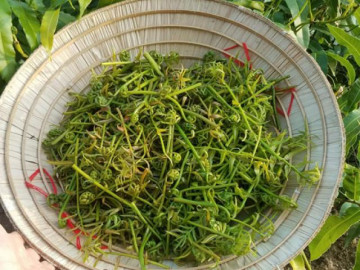 Xưa nghèo ăn thứ rau dại này chống đói, nay thành đặc sản ở nhà hàng, làm nhiều món ngon - Vimarsana News