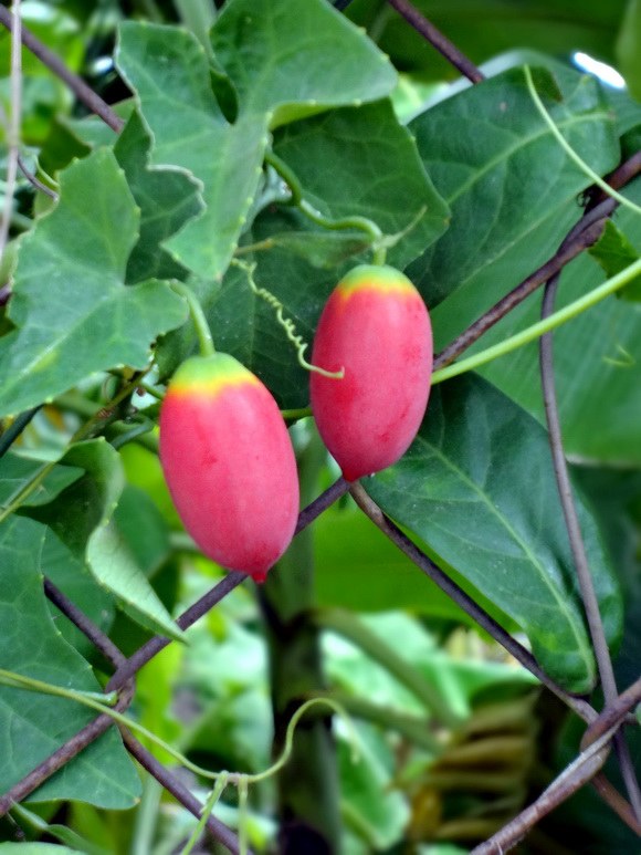 Cây dại làm hàng rào ở quê, lá ngắt làm rau, quả ăn cực ngon được coi là “đặc sản” - 5