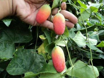 Cây dại làm hàng rào ở quê, lá ngắt làm rau, quả ăn cực ngon được coi là "đặc sản" - Vimarsana News