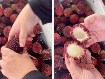 Dân mạng sốt rần rần với thứ quả lai cực lạ: Vỏ giống thanh mai nhưng ruột là chôm chôm - Vimarsana News
