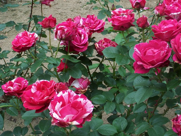 Hoa Hồng leo Pháp: Phân loại, cách trồng và chăm sóc ra hoa đẹp - 12