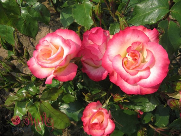 Hoa Hồng leo Pháp: Phân loại, cách trồng và chăm sóc ra hoa đẹp - 6