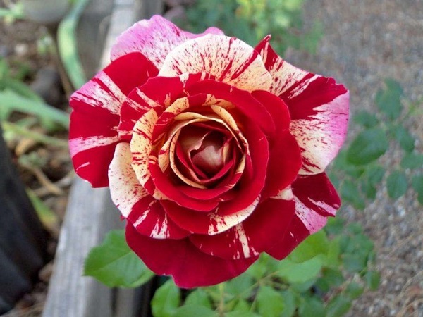 Hoa Hồng leo Pháp: Phân loại, cách trồng và chăm sóc ra hoa đẹp - 4