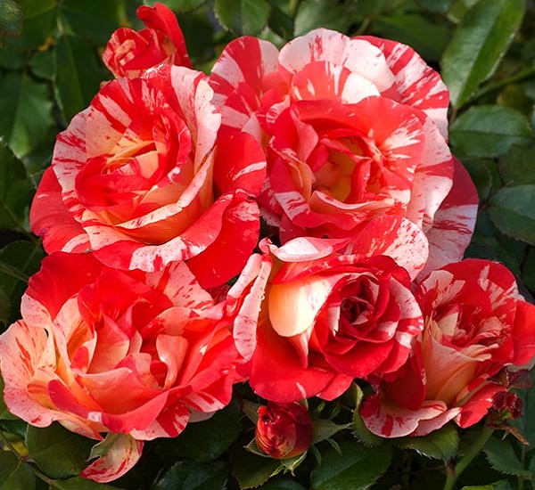 Hoa Hồng leo Pháp: Phân loại, cách trồng và chăm sóc ra hoa đẹp - 3