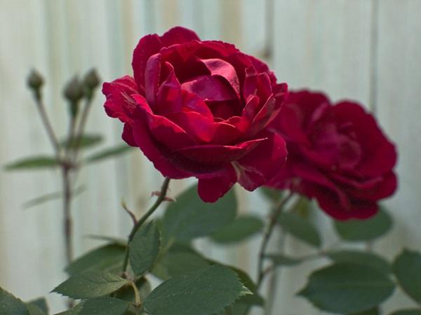 Hoa Hồng leo Pháp: Phân loại, cách trồng và chăm sóc ra hoa đẹp - 17