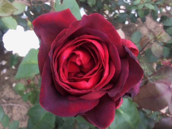 Hoa Hồng leo Pháp: Phân loại, cách trồng và chăm sóc ra hoa đẹp - 15