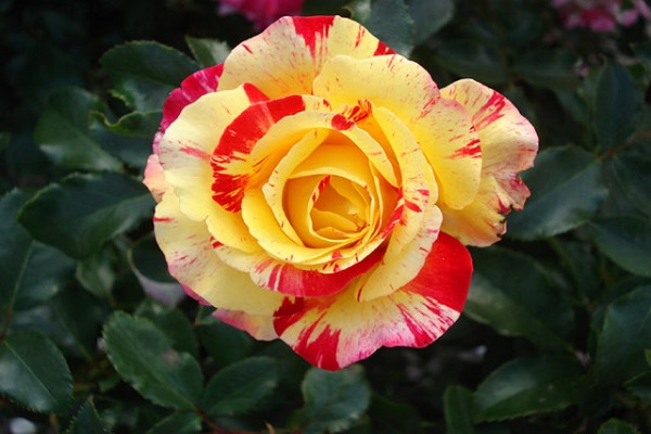 Hoa Hồng leo Pháp: Phân loại, cách trồng và chăm sóc ra hoa đẹp - 8
