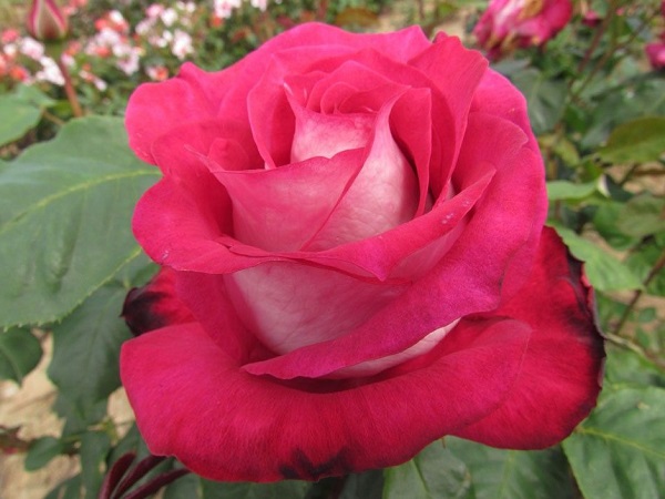 Hoa Hồng leo Pháp: Phân loại, cách trồng và chăm sóc ra hoa đẹp - 5