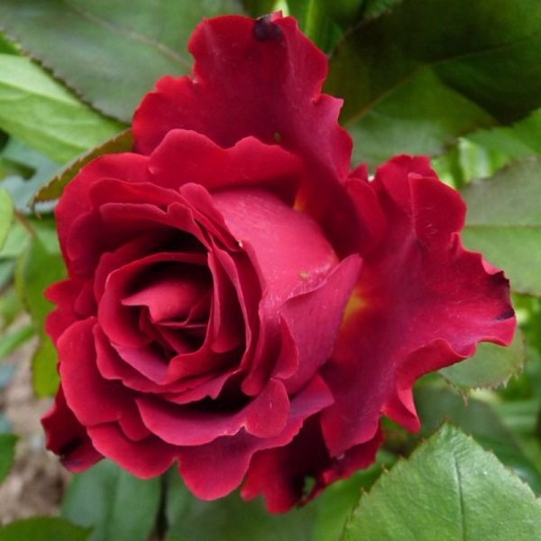 Hoa Hồng leo Pháp: Phân loại, cách trồng và chăm sóc ra hoa đẹp - 13