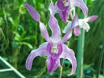 Lan Dendro nắng: Phân loại, cách trồng và chăm sóc - Vimarsana News