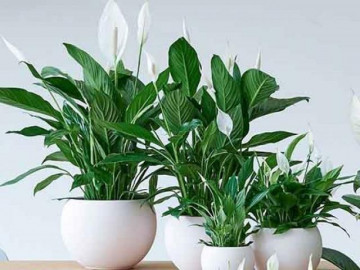 Những cây xanh đẹp trồng trong nhà, văn phòng, đô thị hoặc để bàn - Vimarsana News