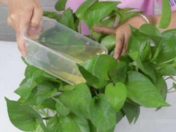 Cho dù đất cứng đến đâu hãy đổ một bát bia vào, đất sẽ tơi xốp và màu mỡ - Vimarsana News
