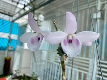 Lan Hồng Minh Châu: Nguồn gốc, cách nhận biết và chăm sóc - Vimarsana News