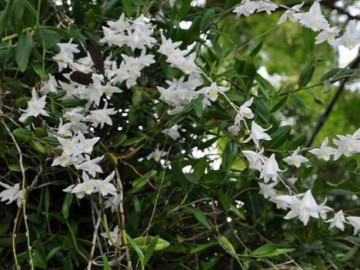 Cách nhận biết Lan Bạch Câu và chăm sóc ra hoa đẹp - Vimarsana News