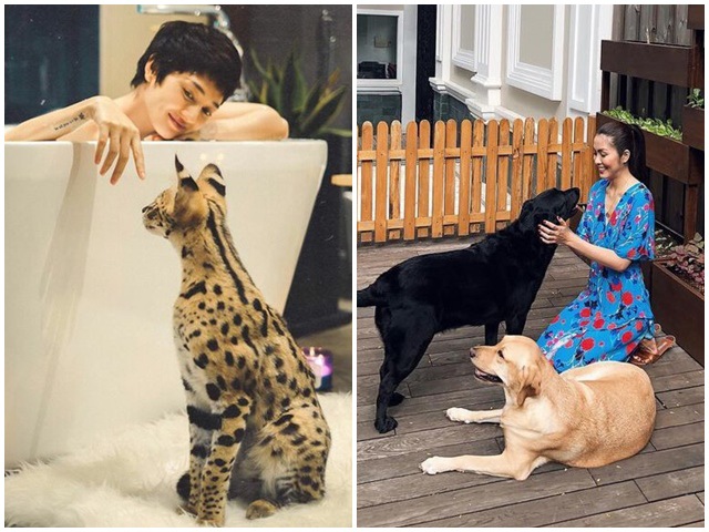 Thú cưng sang chảnh của sao Việt: Tăng Thanh Hà chi trăm triệu, mèo của Bảo Anh nửa tỷ