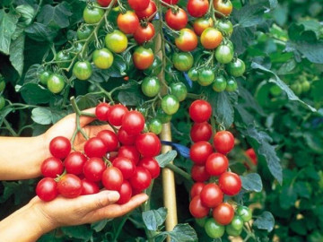 Trồng cà chua không ra quả, chắc chắn bạn đã mắc phải 1 trong 9 sai lầm nghiêm trọng này - Vimarsana News