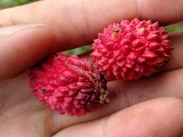 Loại quả xưa chín không ai ăn, giờ thành đặc sản hiếm có được người giàu tin tưởng - Vimarsana News