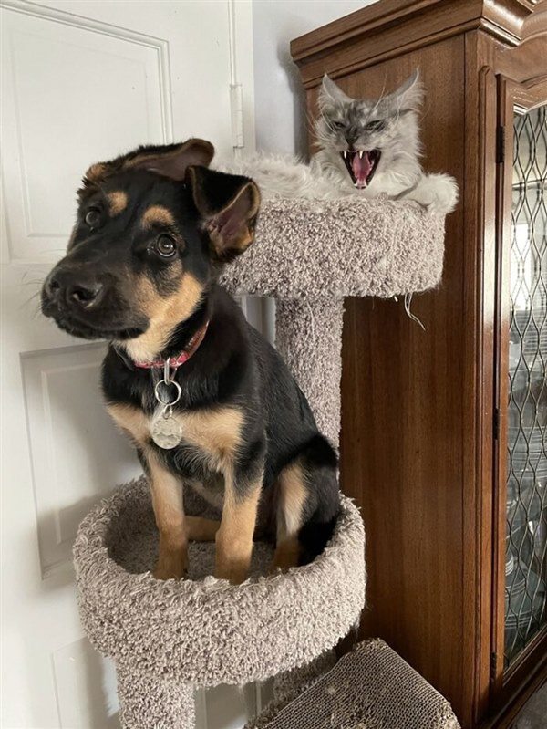 Tưởng mình là mèo, chú chó đi đứng, ăn ngủ giống hệt còn làm một thành động khó tin - 8