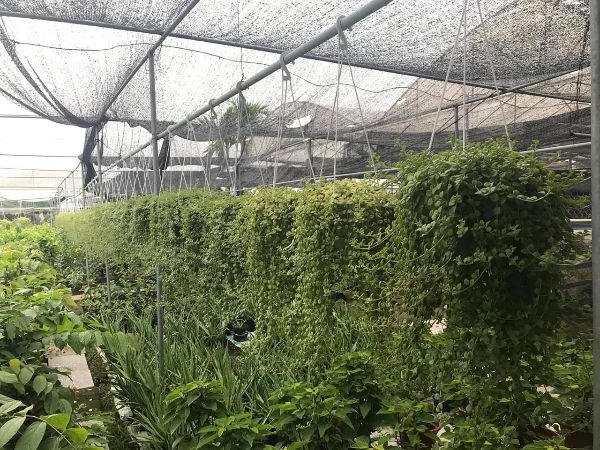 Cây Vảy Rồng: Đặc điểm, Ý nghĩa và cách trồng - 4