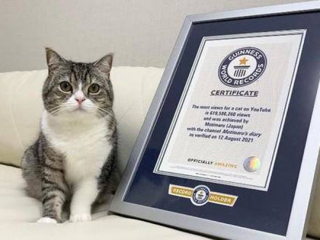 Chú mèo đã lập kỷ lục Guinness về nhiều lượt xem nhất trên YouTube, mang về hàng tỷ USD mỗi tháng