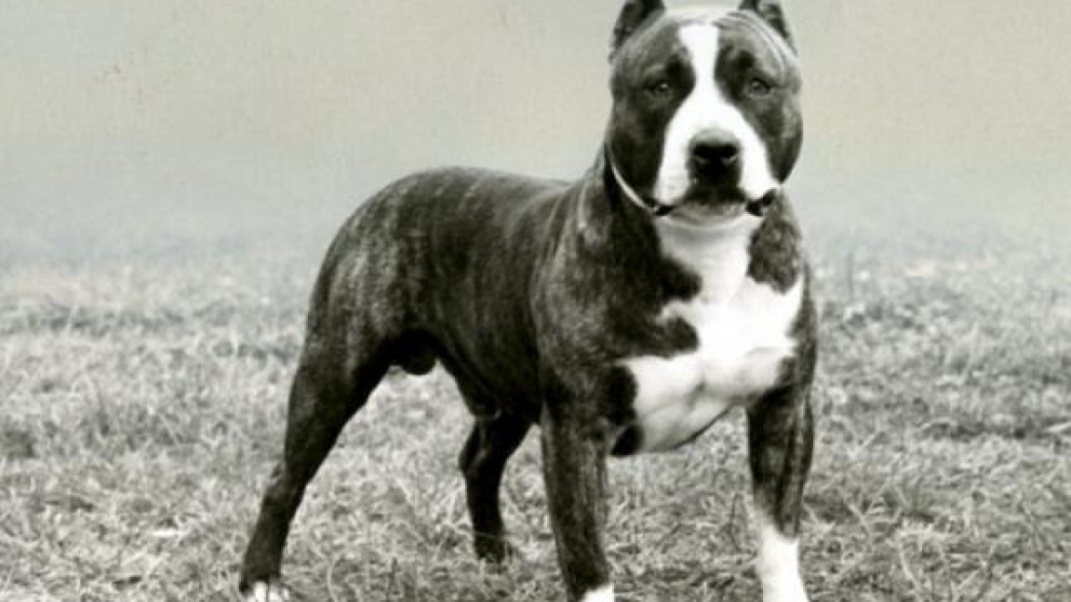 Chó Pitbull: Nguồn gốc, đặc điểm, phân loại và cách nuôi
