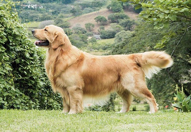 Chó Golden Retriever - Nguồn gốc, đặc điểm và cách nuôi