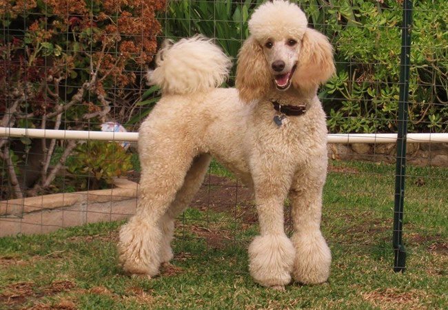 Chó Poodle - Đặc điểm, phân loại và cách nuôi - 1