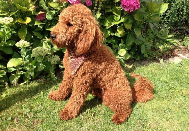 Chó Poodle - Đặc điểm, phân loại và cách nuôi - 7