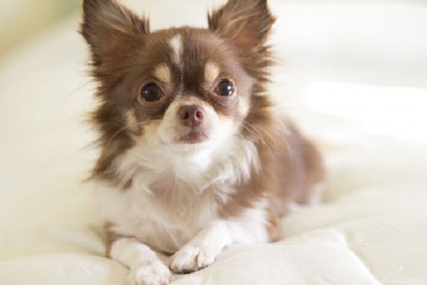 Chó Chihuahua: Phân Loại, Đặc Điểm Và Cách Chăm Sóc Tốt Nhất