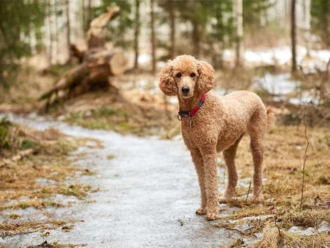 Chó Poodle - Đặc điểm, phân loại và cách nuôi - 6