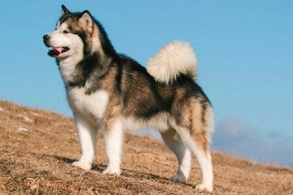 Chó Alaska: Nhận biết, phân loại, đặc điểm và cách nuôi - 3