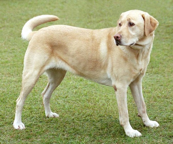 Chó Labrador: Nguồn gốc, đặc điểm, giá bán và cách nuôi - 5