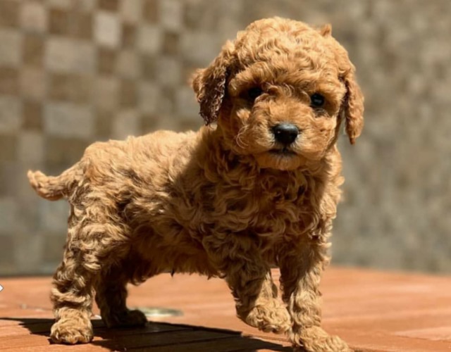 Chó Poodle - Đặc điểm, phân loại và cách nuôi - 9