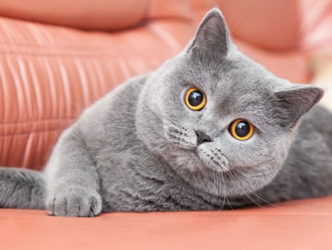 Mèo Anh lông ngắn - Đặc điểm ngoại hình, màu sắc, cách nuôi và giá bán - 8