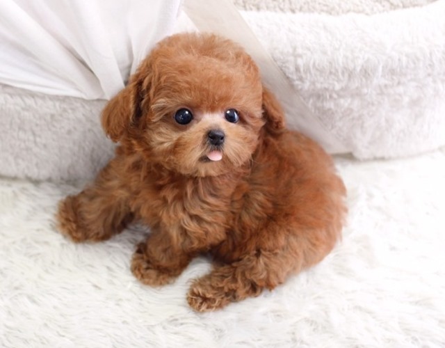 Chó Poodle - Đặc điểm, phân loại và cách nuôi - 10