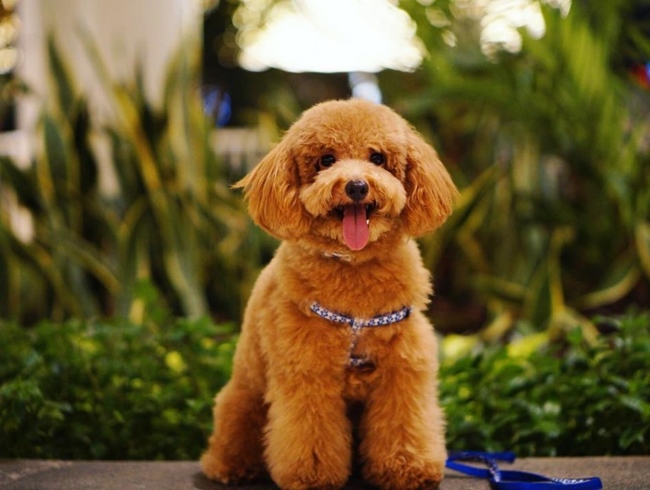 Chó Poodle - Đặc điểm, phân loại và cách nuôi - 3
