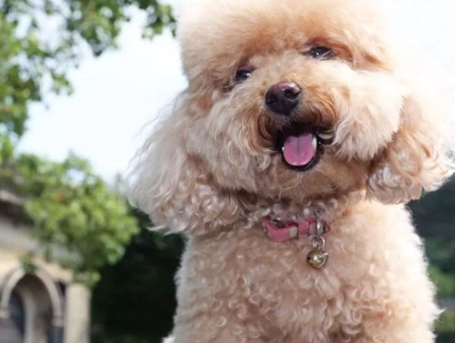 Chó Poodle - Đặc điểm, phân loại và cách nuôi - 14