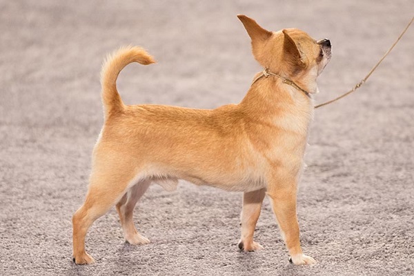 Chó Chihuahua: Phân loại, đặc điểm và cách chăm sóc tốt nhất